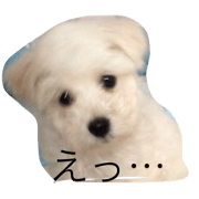 maltipoo