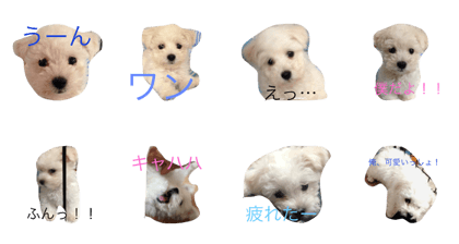 maltipoo