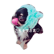 chihuahua chacha