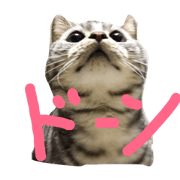 Hiziki cat