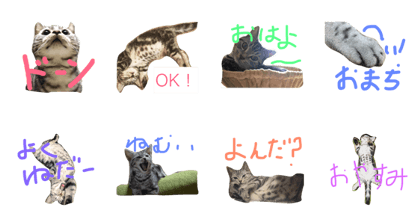 Hiziki cat