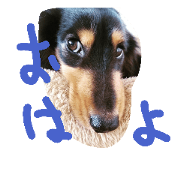 dogz