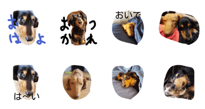 dogz