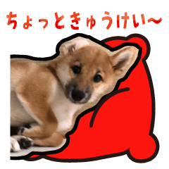 Azuki Shiba dog's daily conversation1