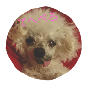 Lovely dog Lady chan