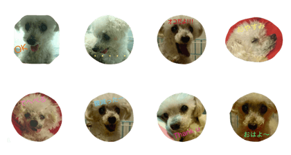 Lovely dog Lady chan
