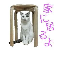 猫スタンプ(ももちゃん)