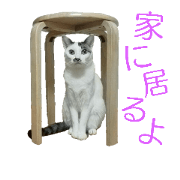 Cats stamp(momo)