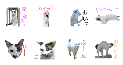 Cats stamp(momo)
