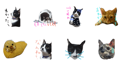 cute cat etc...