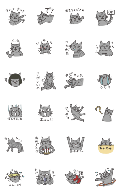 American Shorthair CAT UMEME