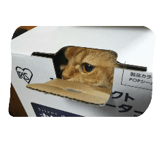 catwasabi