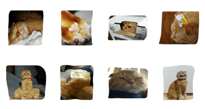 catwasabi