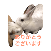 all pets