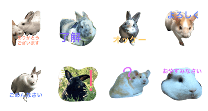 all pets