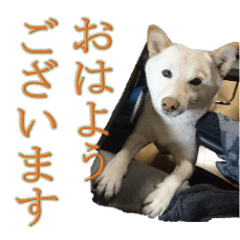 Shiba dog's KURUMI everyday conversation