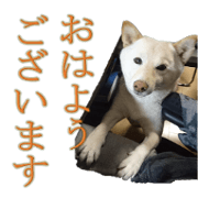 Shiba dog's KURUMI everyday conversation