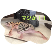 Michael is Eublepharis macularius