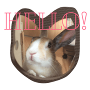 Rabbit peco