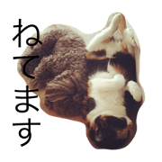poodleandcat