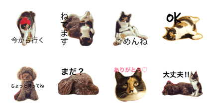 poodleandcat