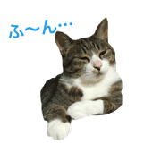 Sakaisanchinoazukikun