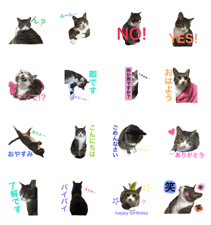 Sakaisanchinoazukikun