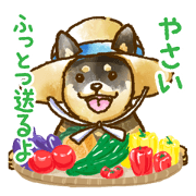 Niigata dialect speaking shibainu 4