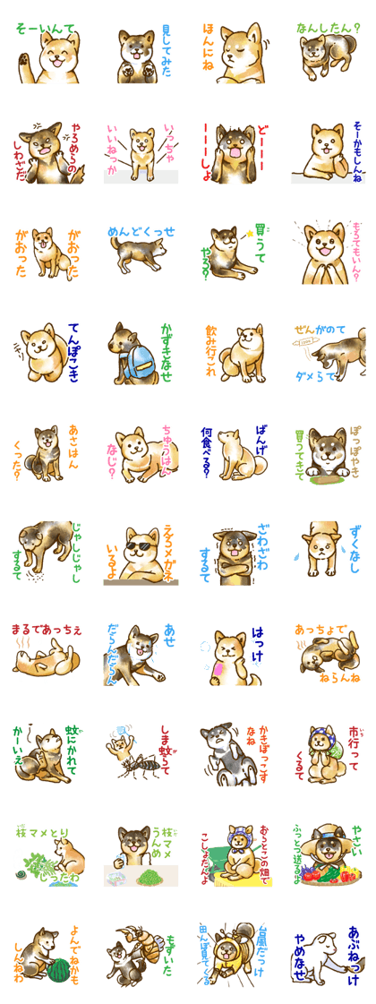 Niigata dialect speaking shibainu 4