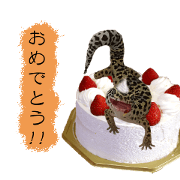 Leopard gecko in hands