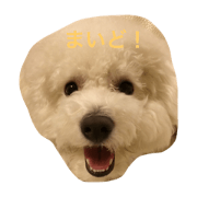 SABURO  bichon frise