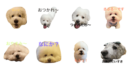 SABURO  bichon frise