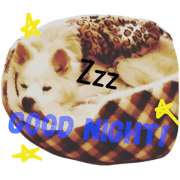 dog's every day