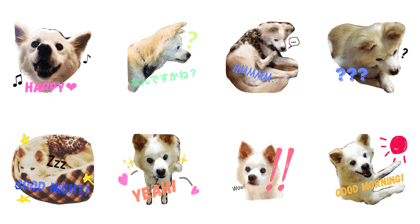 dog's every day