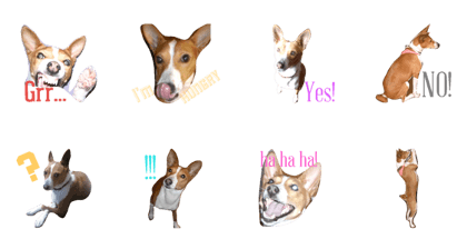 Basenji's yume
