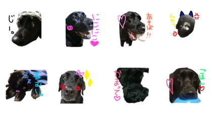 Anko Everyday