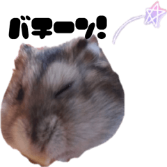 Hamster's Sticker "SIMEJI"