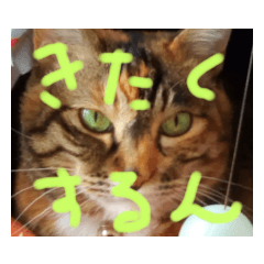 tori_20210325230010