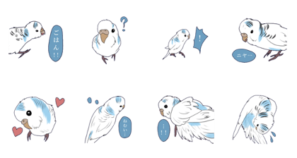 White Budgie 2