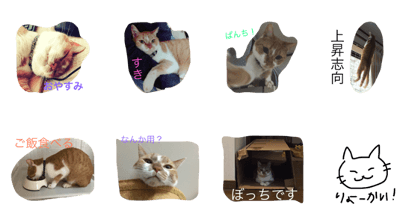 conversation with a cat