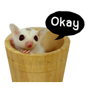 Momo Little Sugar Glider