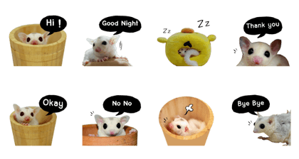 Momo Little Sugar Glider