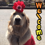 Golden Retriever Tiko