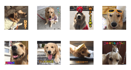 Golden Retriever Tiko