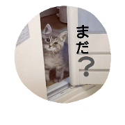 gray cat16