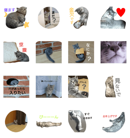gray cat16