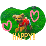 Toypoodle Shisho!!!