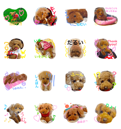 Toypoodle Shisho!!!