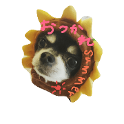 dogtamp