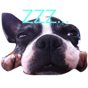 Boston terrier Coco